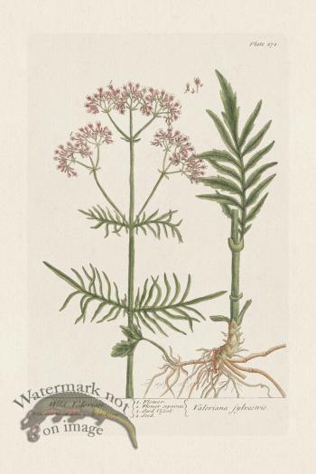 BEE 271 Wild Valerian